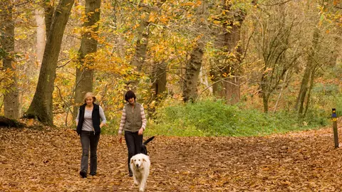 Two ladies walk their dogs though an autumnal scene
